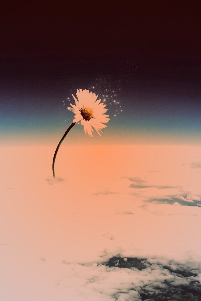 Ромашка в стратосфере обои