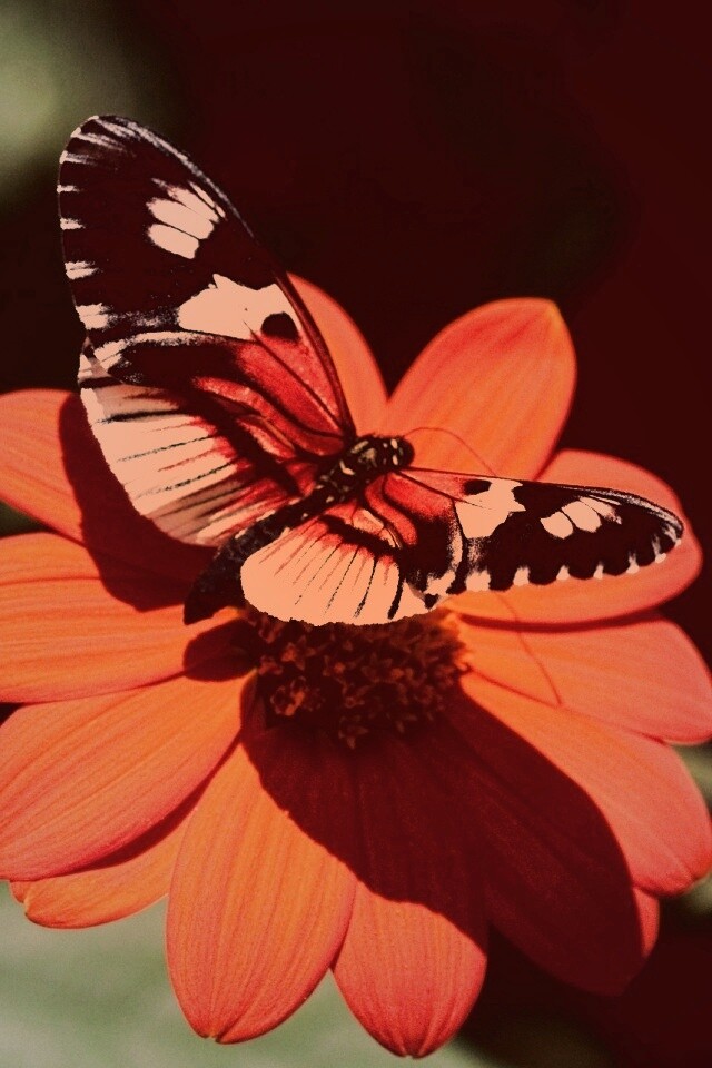 Бабочка на цветке обои