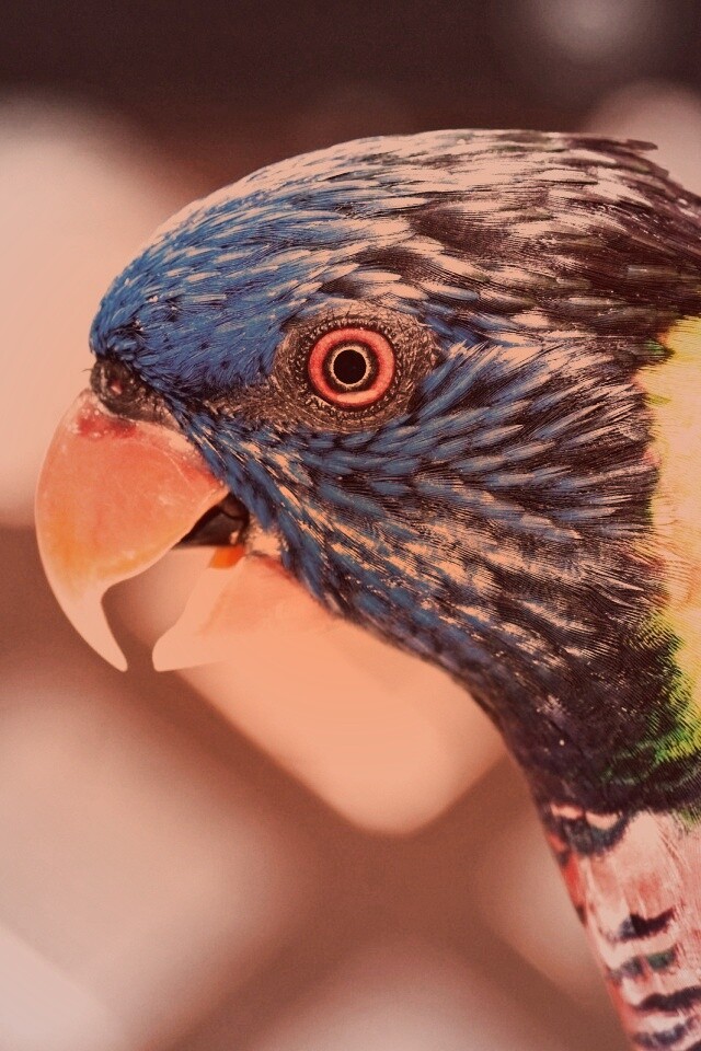 Красноглазйы попугай обои