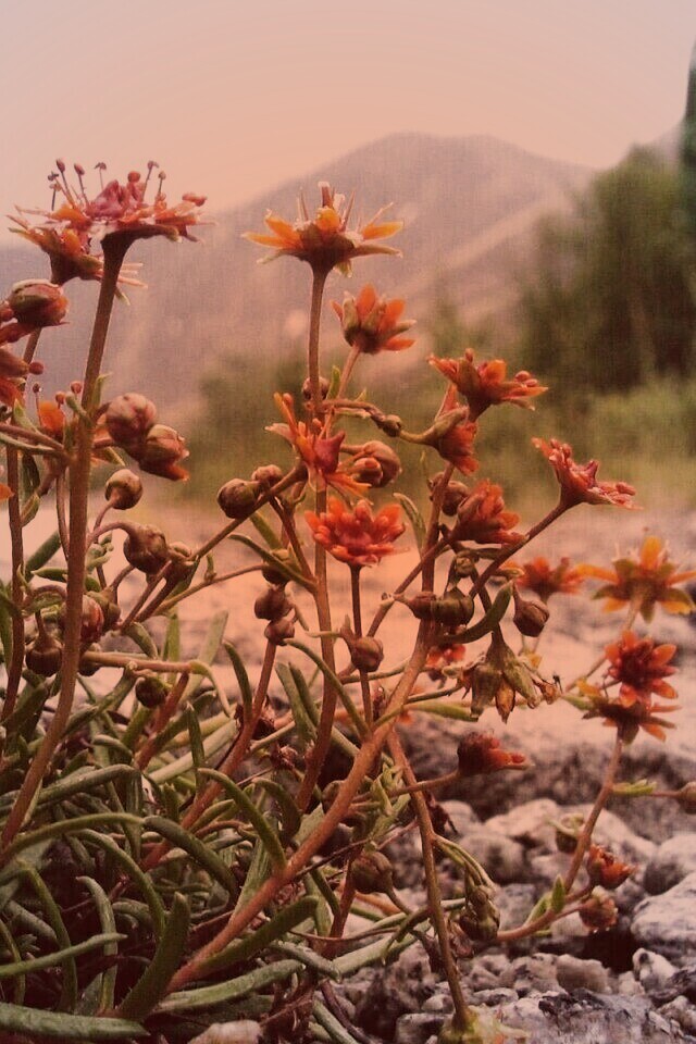 Горные цветы обои