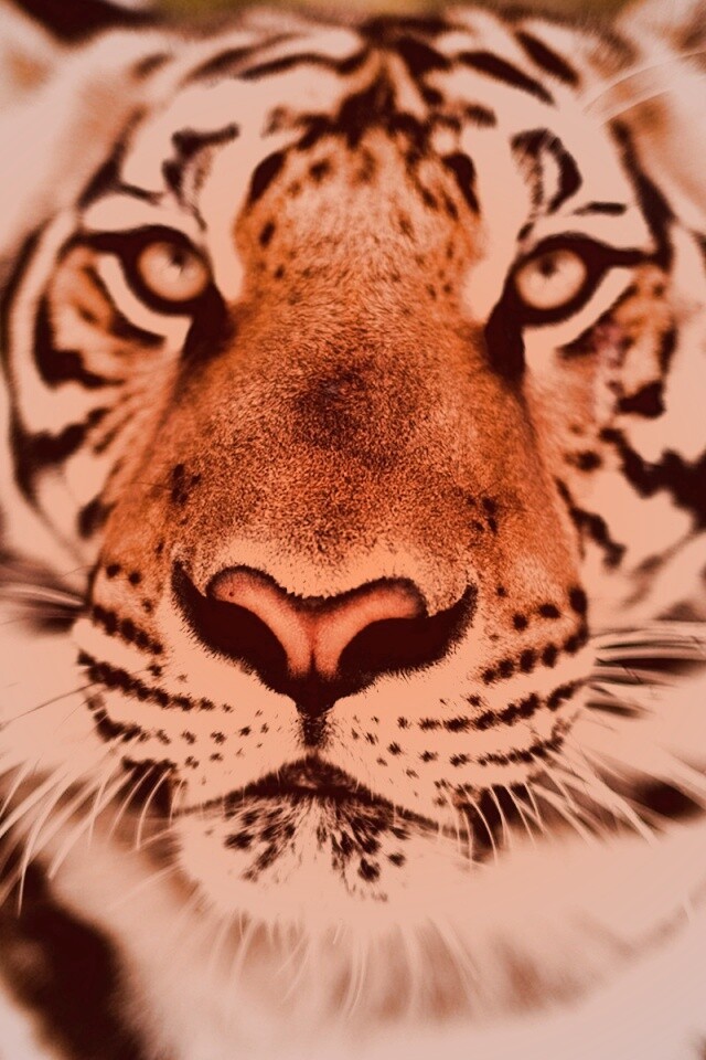 Красавец тигр обои