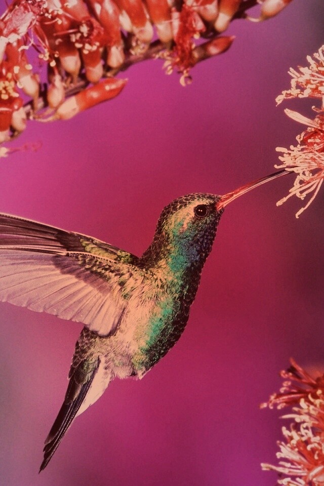Колибри обои