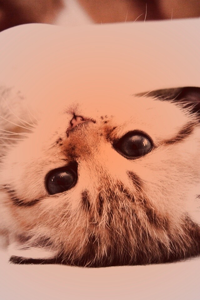 Котёнок вверх ногами обои