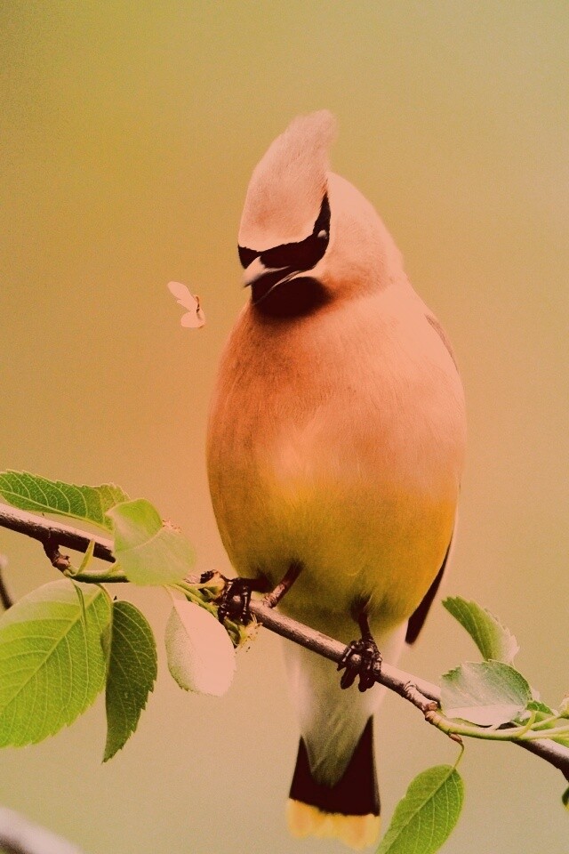 Оранжевая птичка обои