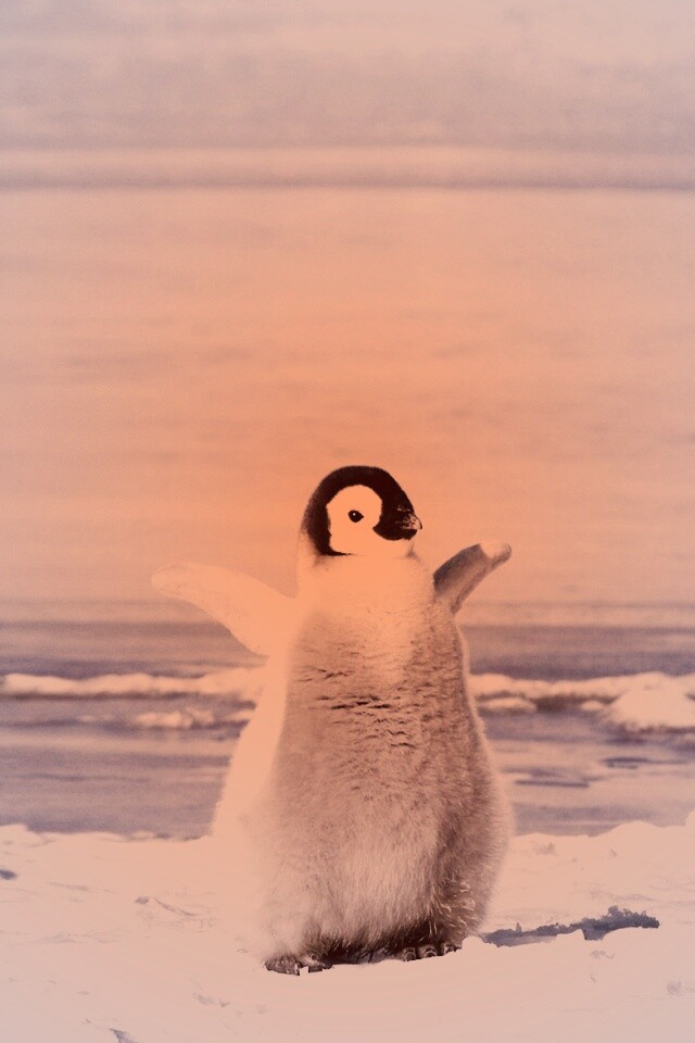 Радостный пингвинёнок обои