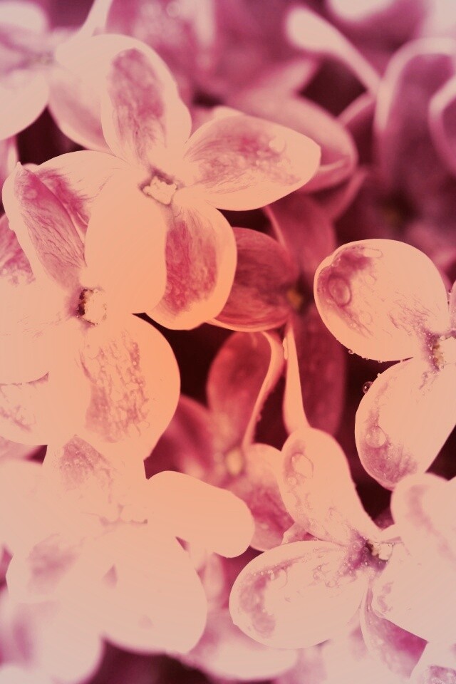 Цветы сирени обои