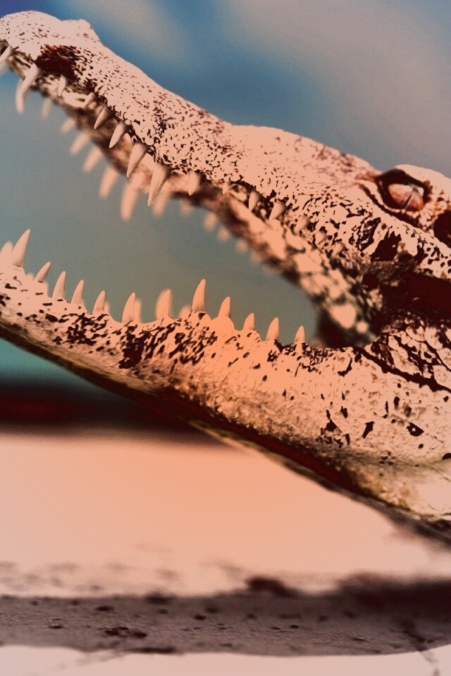 Крокодил разинул пасть обои