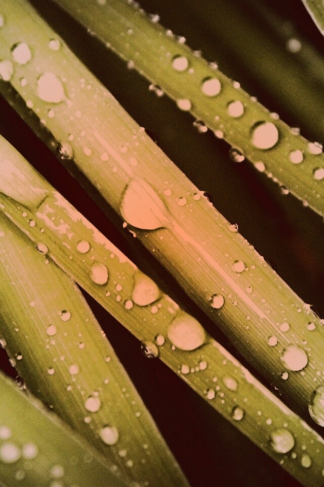 Капли на траве обои