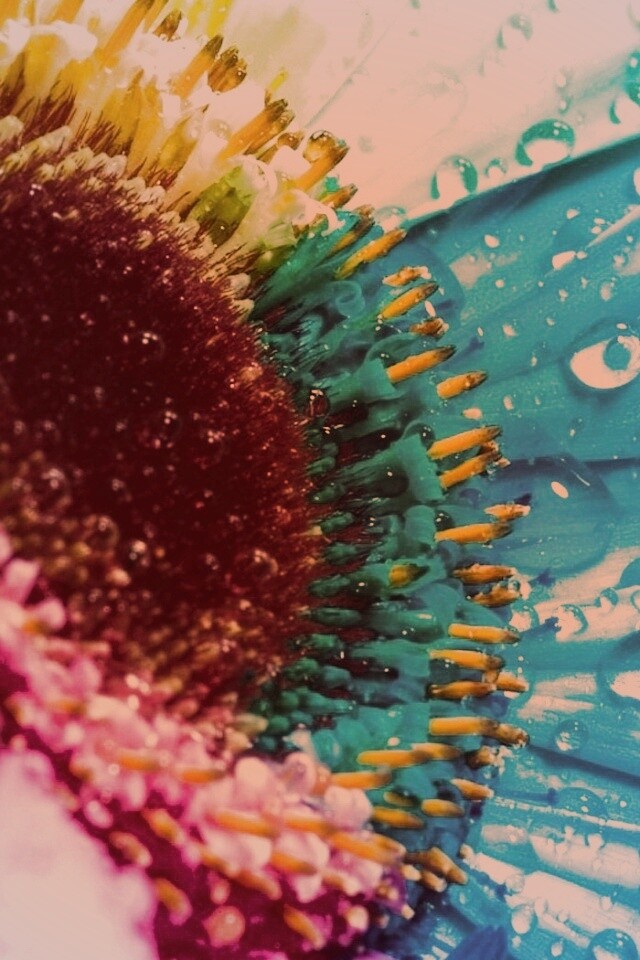 Цветик семицветик обои