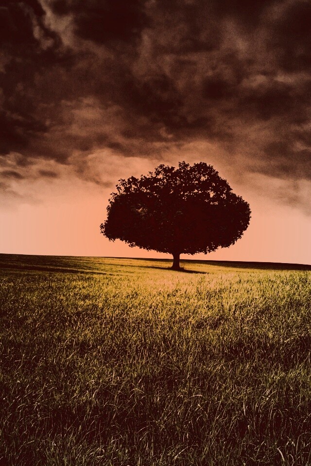 Одинокое дерево под грозовым небом обои