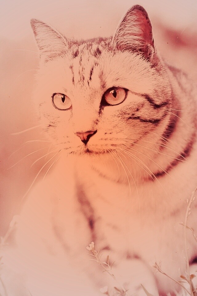 Кот в теплых тонах обои