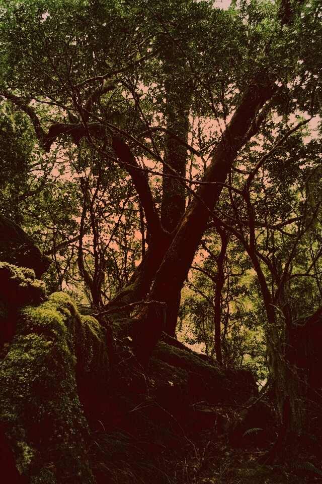 Чаща мшистого леса обои