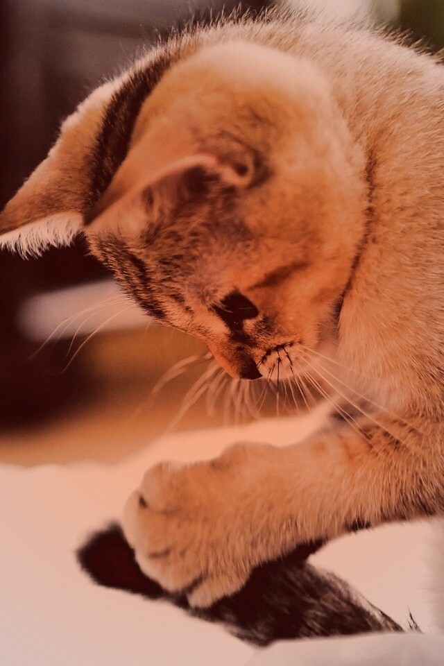 Маленький игруля обои