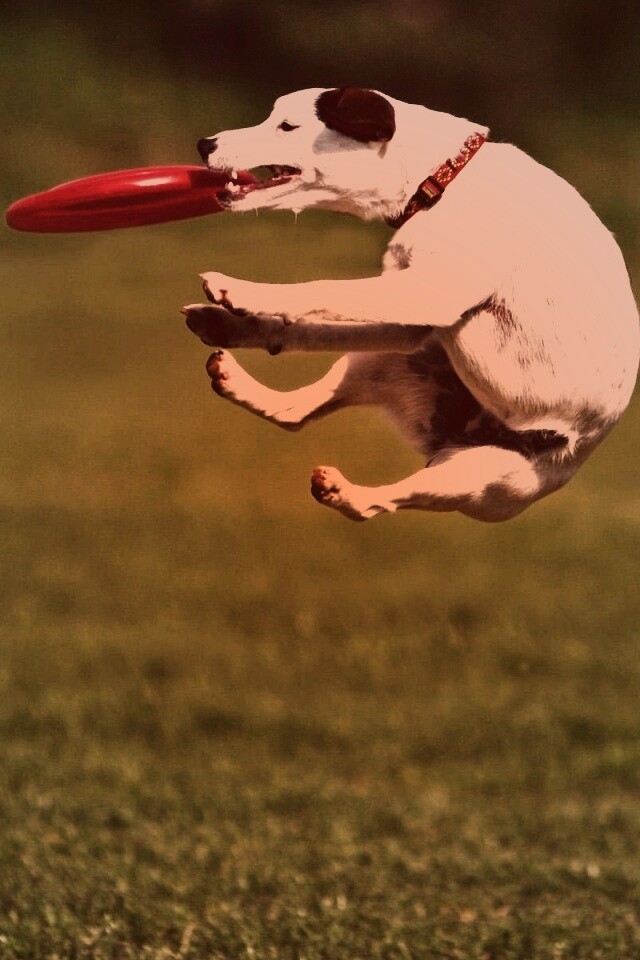 Ловкач обои