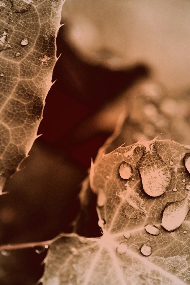 Капельки росы на листьях обои