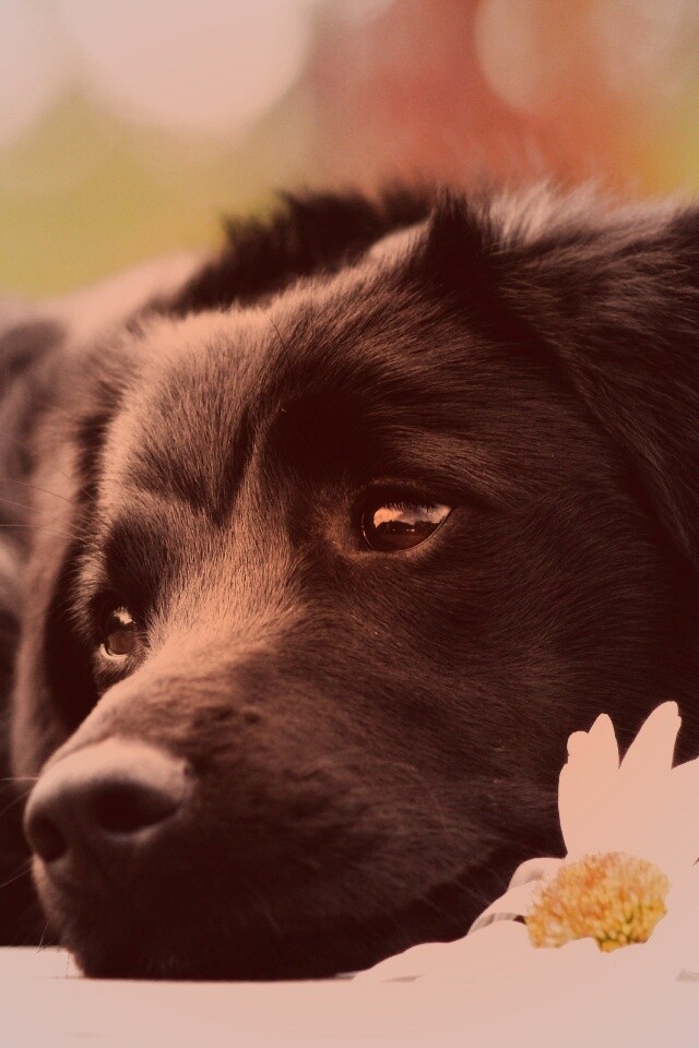 Собака с ромашкой обои