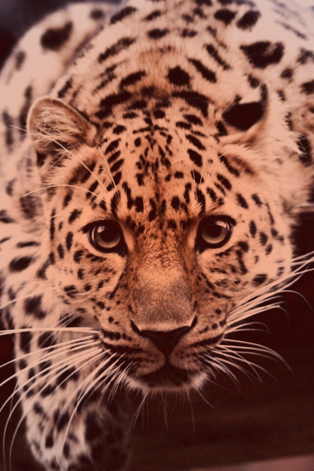 Леопард в зоопарке обои