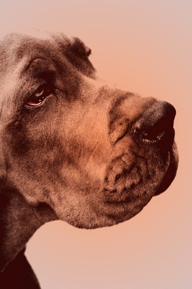 Грустная собака обои