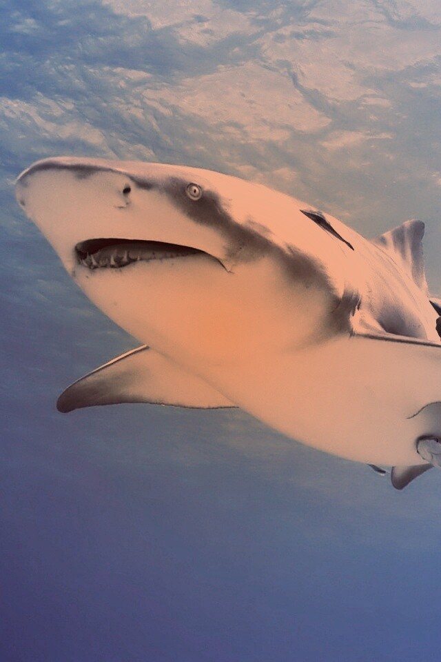 Красивая глубоководная акула обои