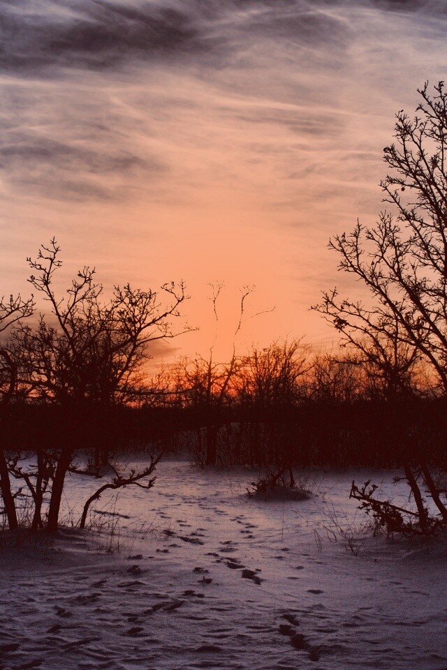 Закат в зимнем лесу обои
