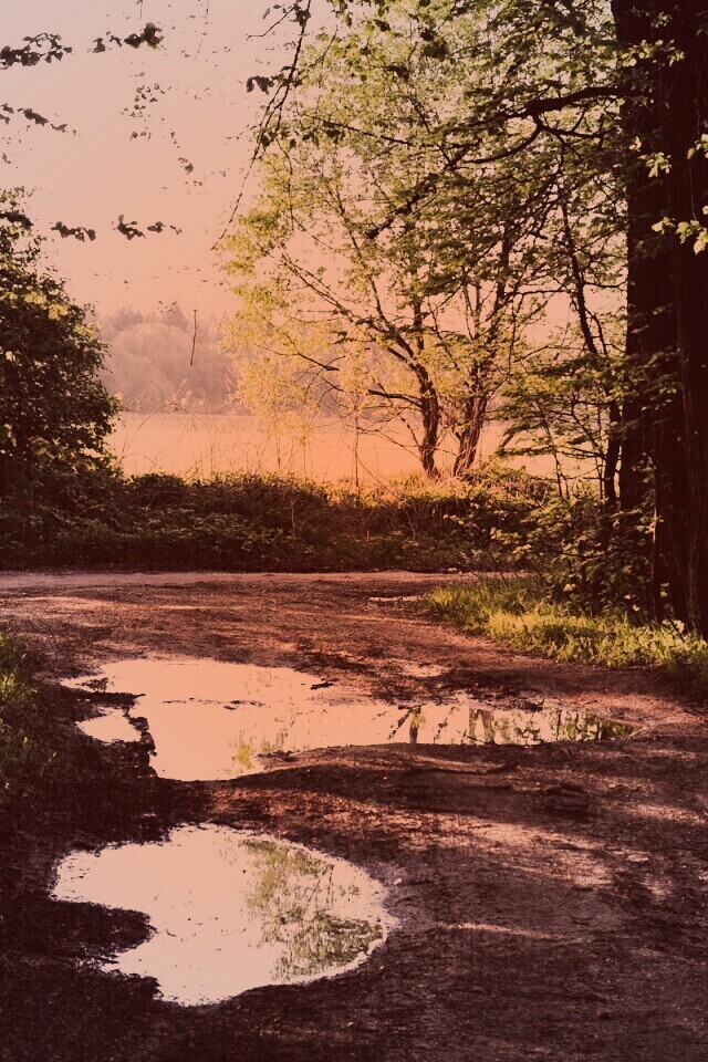 Лесная дорога обои