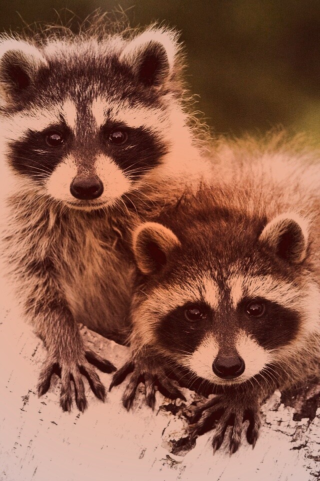 Полосатики обои