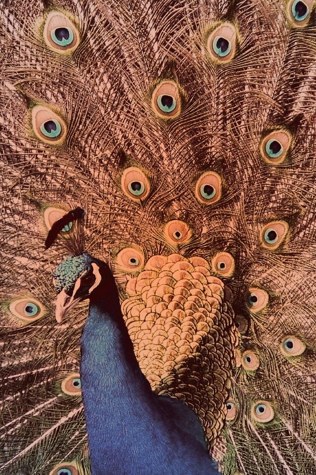 Павлин, говоришь... обои