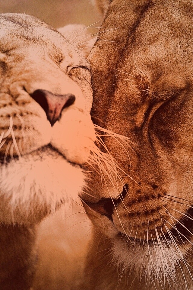 Нежные львы обои