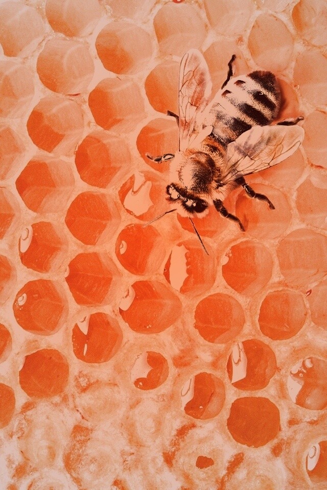 Пчела на сотах с медом обои