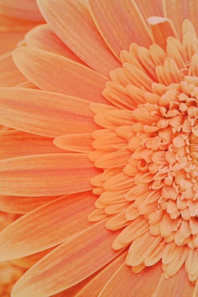 Большой оранжевый гербер обои