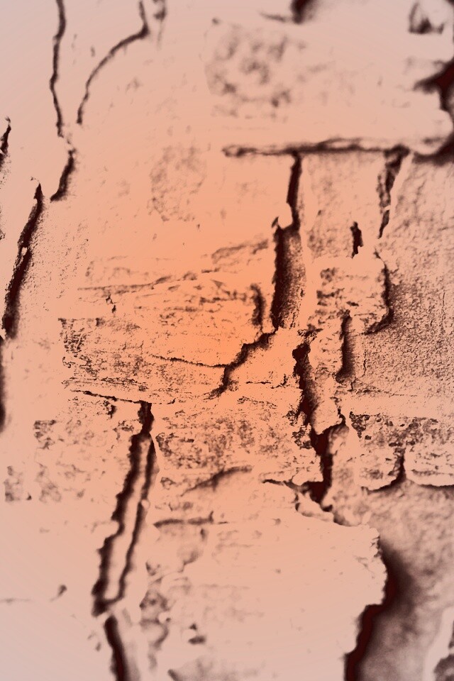 Белая кора обои