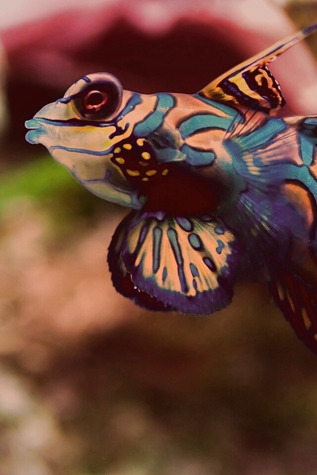 Разноцветная рыбка обои