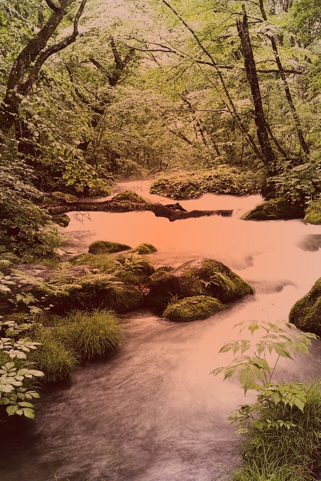 Лесная река обои