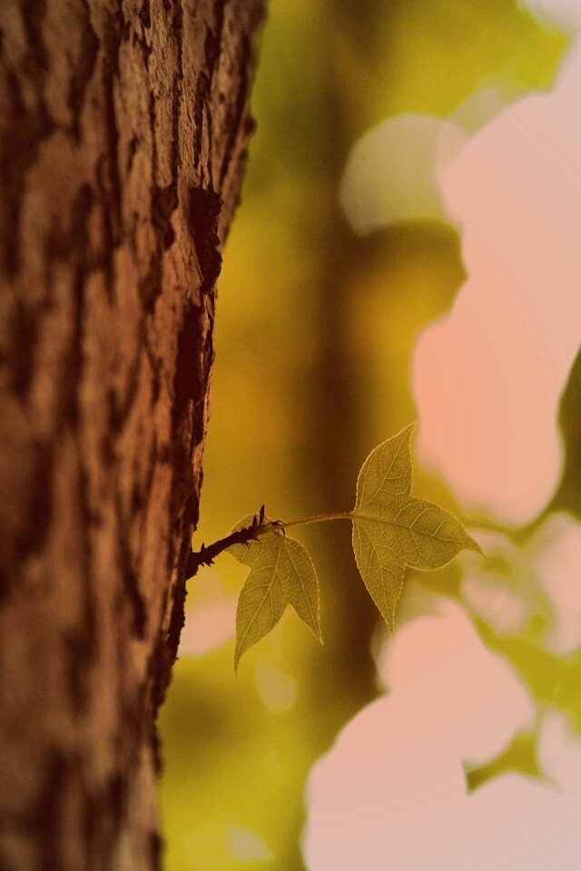 Листок на стволе дерева обои