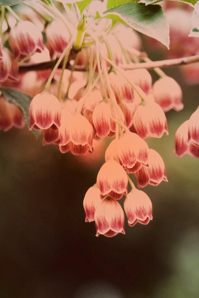 Красные колокольчики обои