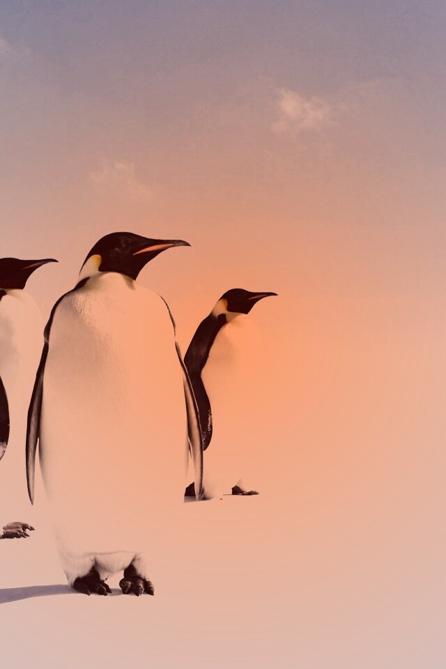 Пингвины обои