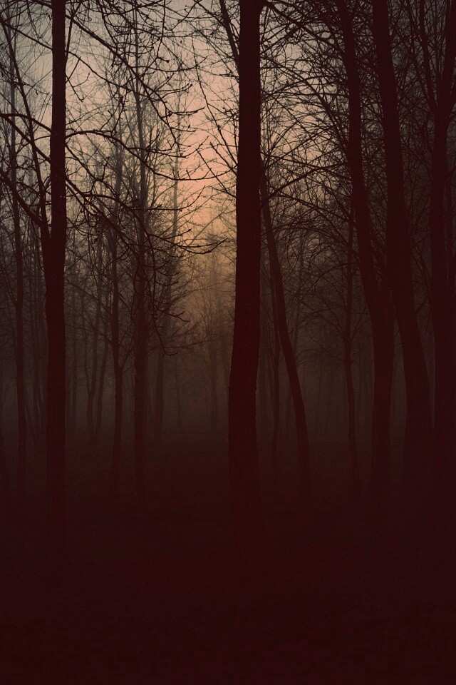 Страшный туманный лес обои