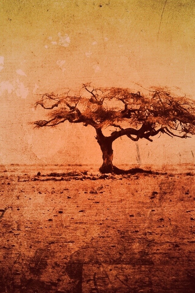 Гранжевое дерево в саванне обои
