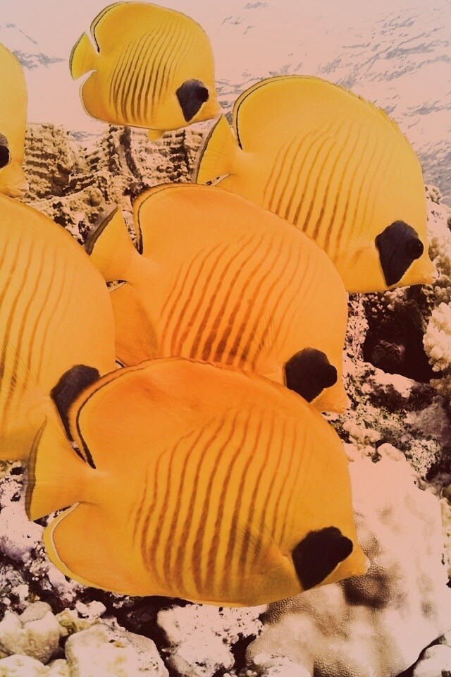 Желтые рыбки обои