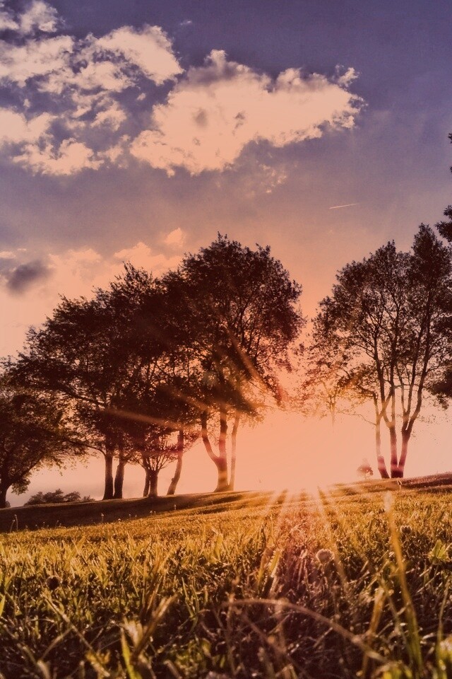 Лучи солнца на траве обои