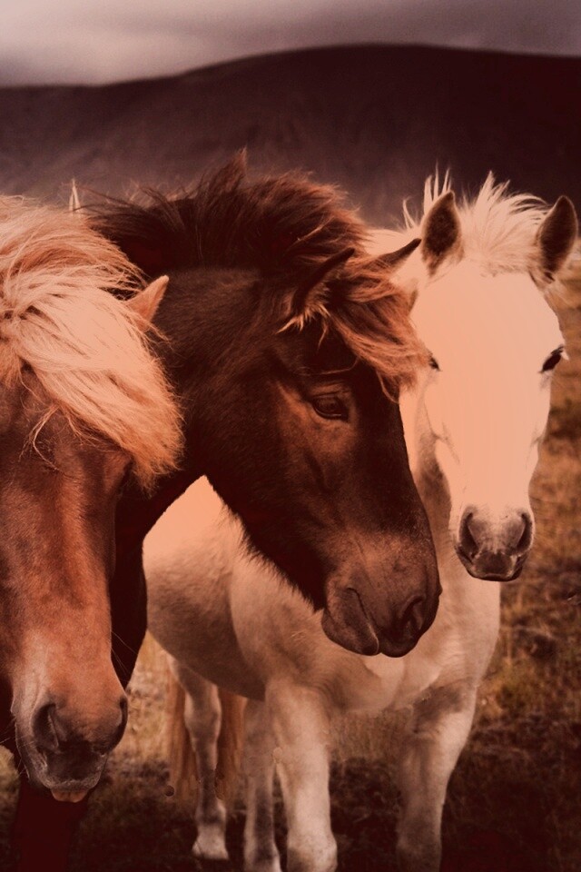 Мустанги обои