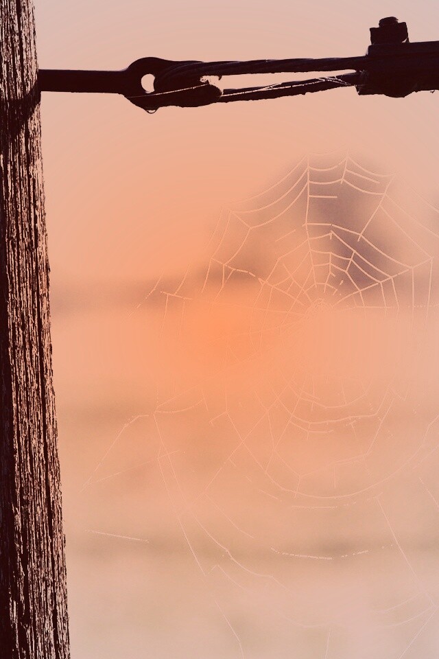 Паутина 51 обои