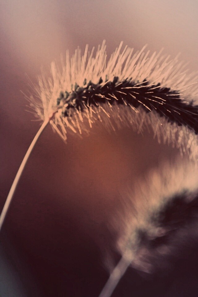 Травинка обои