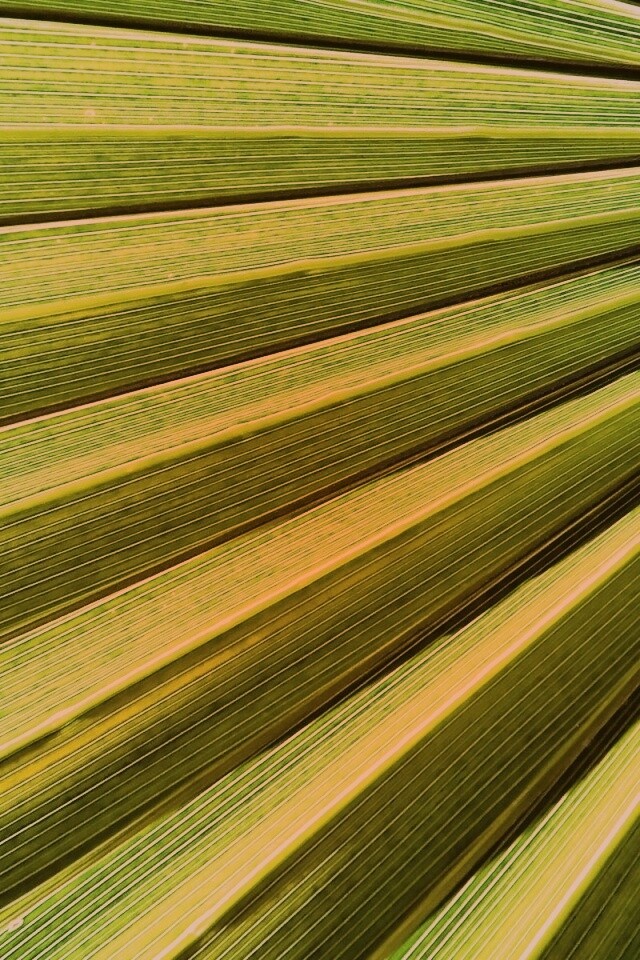 Зеленый пальмовый лист обои