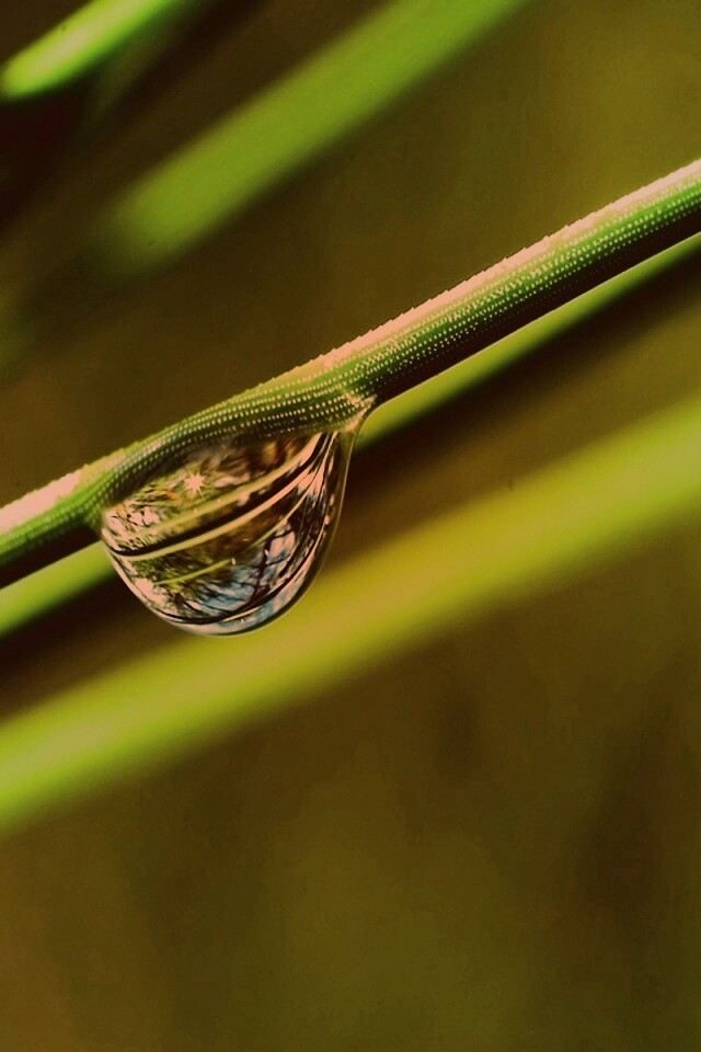 Капелька воды на стебле обои