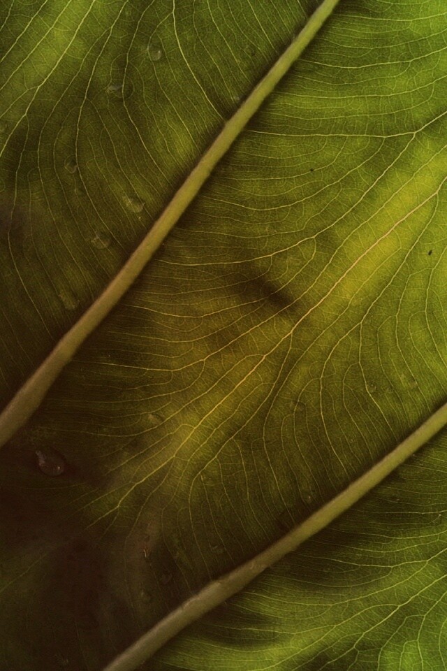 Прожилки на листе обои