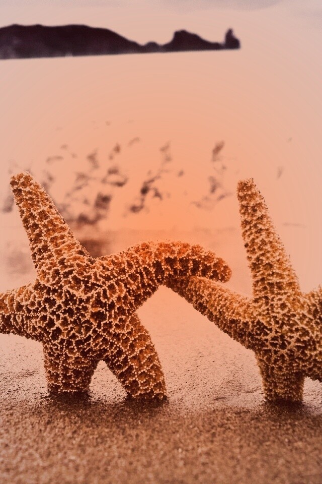 Две морские звезды обои