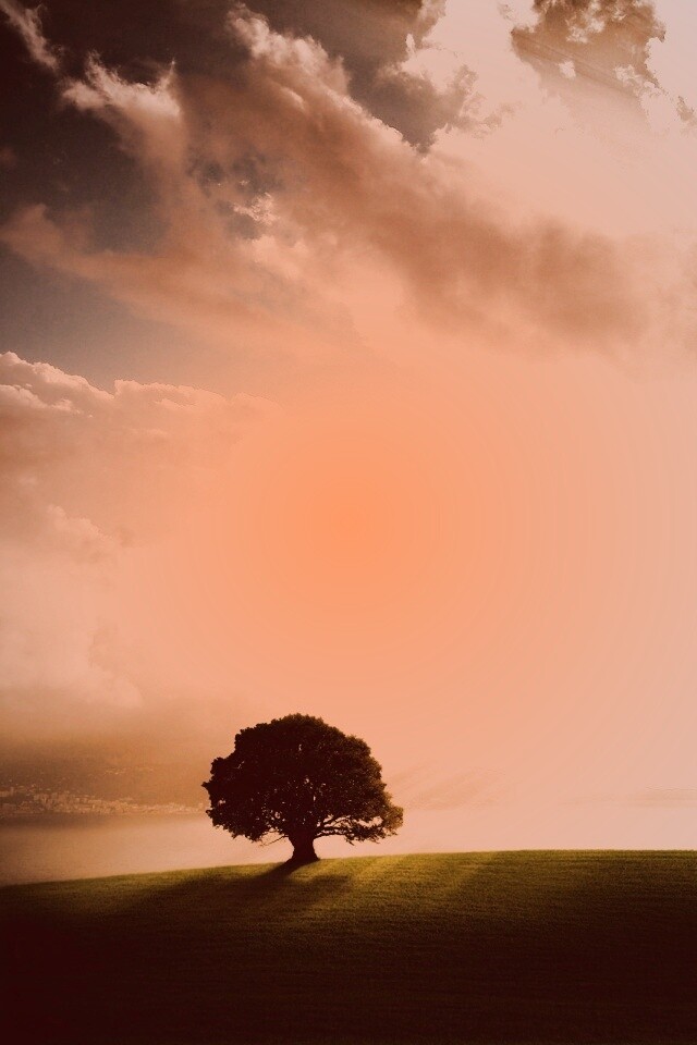 Холм и дерево обои