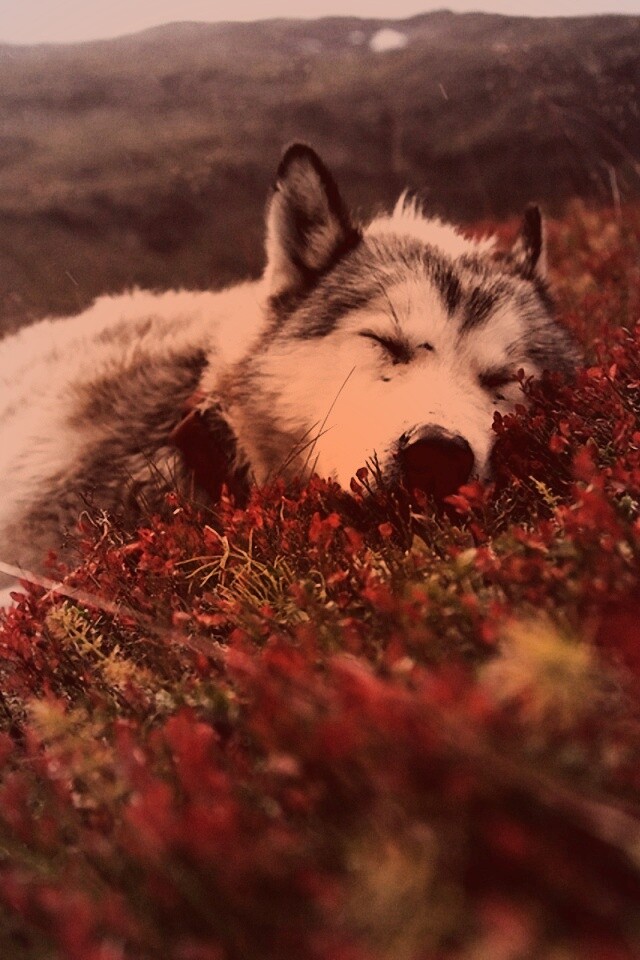 Лапа в цветах обои