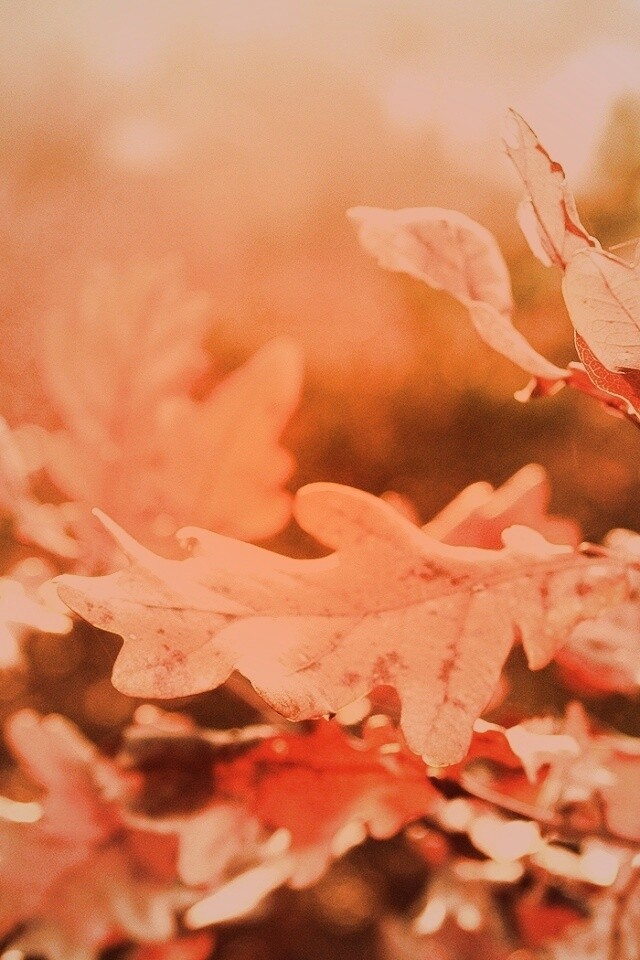 Дубовые листья обои